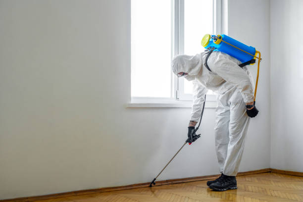 Best Termite Control Services  in Blackwater, AZ