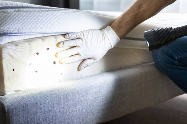Best Mosquito Control Services  in Blackwater, AZ